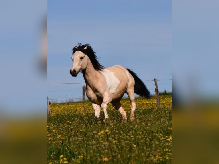 Quarter Pony Gelding 6 years 13.2 hh Pinto in Bovenden