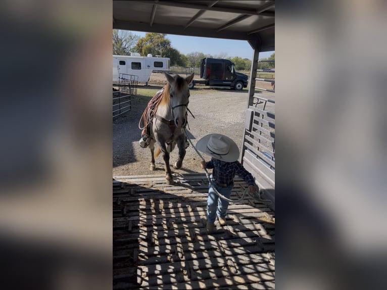 Quarter Pony Gelding 6 years 13,2 hh Grey in Checotah