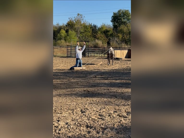 Quarter Pony Gelding 6 years 13,2 hh Grey in Checotah