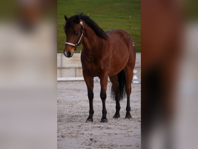 Quarter Pony Gelding 6 years 13,3 hh Brown in Nettersheim