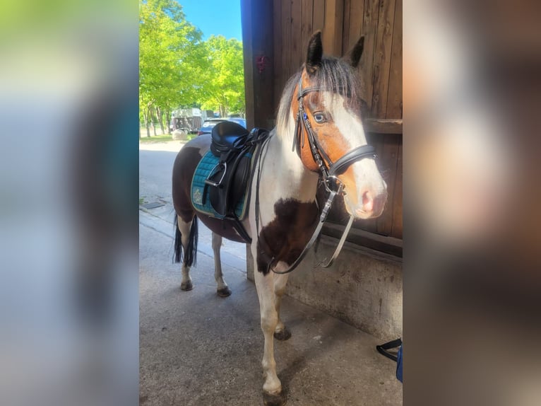 Quarter Pony Gelding 6 years 13,3 hh Pinto in Gro&#xDF;ensee