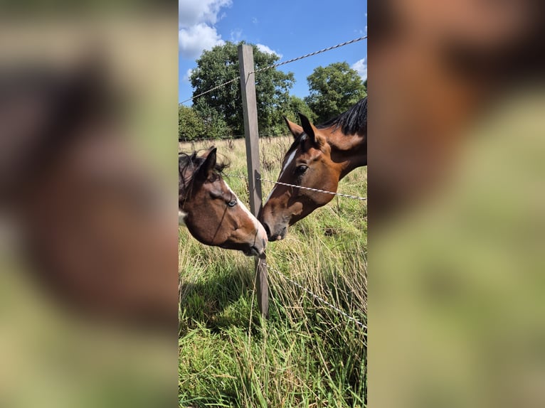 Quarter Pony Gelding 6 years 13,3 hh Pinto in Gro&#xDF;ensee