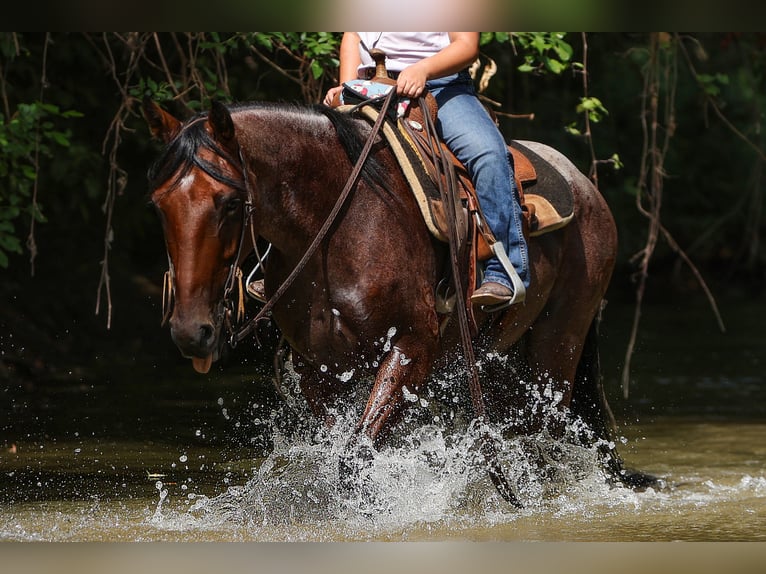 Quarter Pony Gelding 6 years 14,1 hh Roan-Bay in Joshua, TX