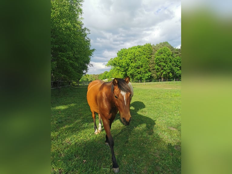 Quarter Pony Gelding 6 years 14,2 hh Brown in Templin