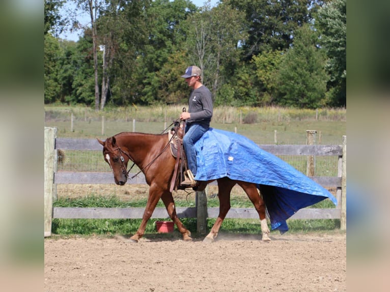 Quarter Pony Gelding 6 years 14,2 hh Chestnut in Howell