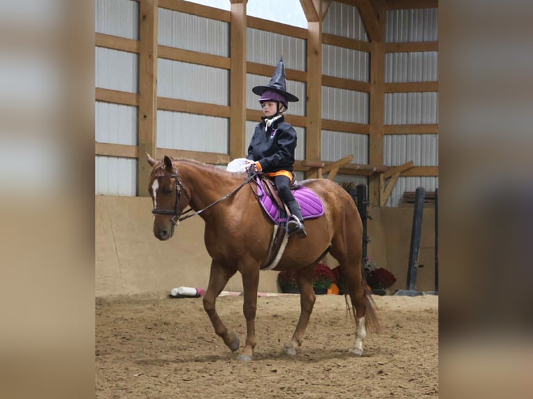 Quarter Pony Gelding 6 years 14,2 hh Chestnut in Howell