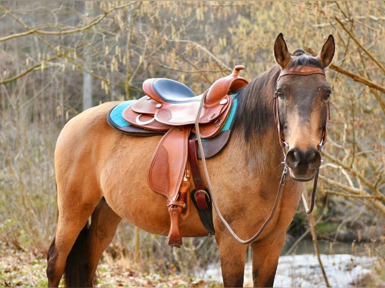 Quarter Pony Gelding 6 years 15,1 hh Buckskin in Someren
