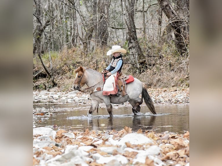 Quarter Pony Gelding 6 years 9,3 hh Roan-Red in Huntland, TN