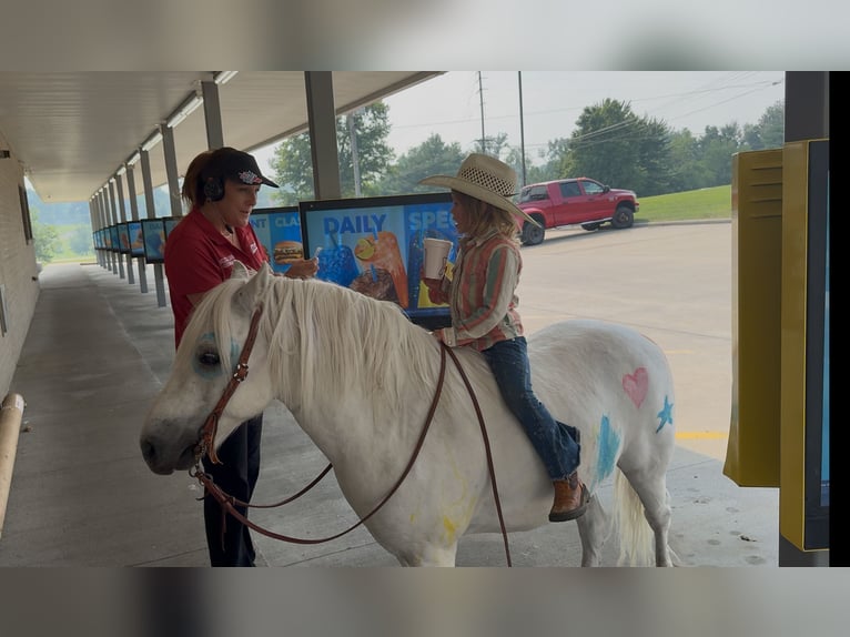 Quarter Pony Mix Gelding 7 years 11,3 hh Grey in Clover