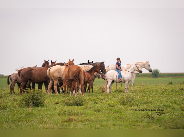 Quarter Pony Mix Gelding 7 years 11,3 hh Grey in Clover