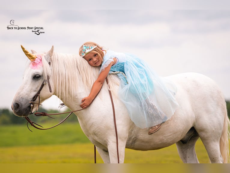 Quarter Pony Mix Gelding 7 years 11,3 hh Grey in Clover