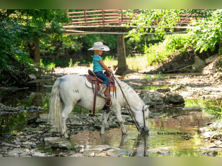 Quarter Pony Mix Gelding 7 years 11,3 hh Grey in Clover
