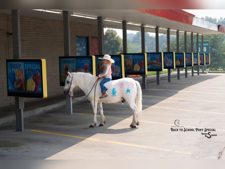 Quarter Pony Mix Gelding 7 years 11,3 hh Grey in Clover