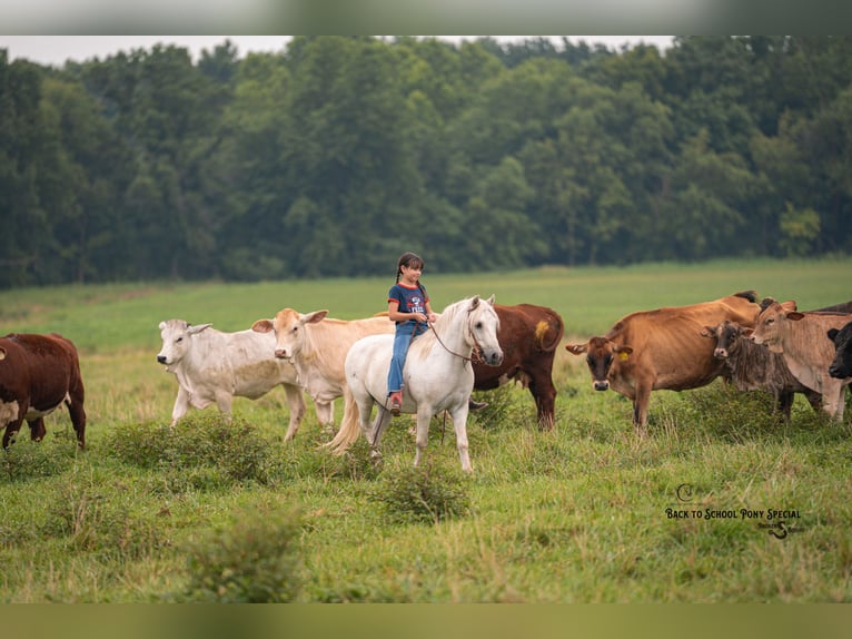 Quarter Pony Mix Gelding 7 years 11,3 hh Grey in Clover