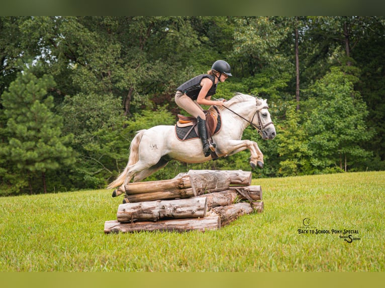 Quarter Pony Mix Gelding 7 years 11,3 hh Grey in Clover