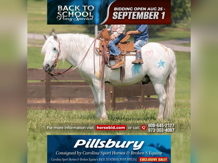Quarter Pony Mix Gelding 7 years 11,3 hh Grey in Clover