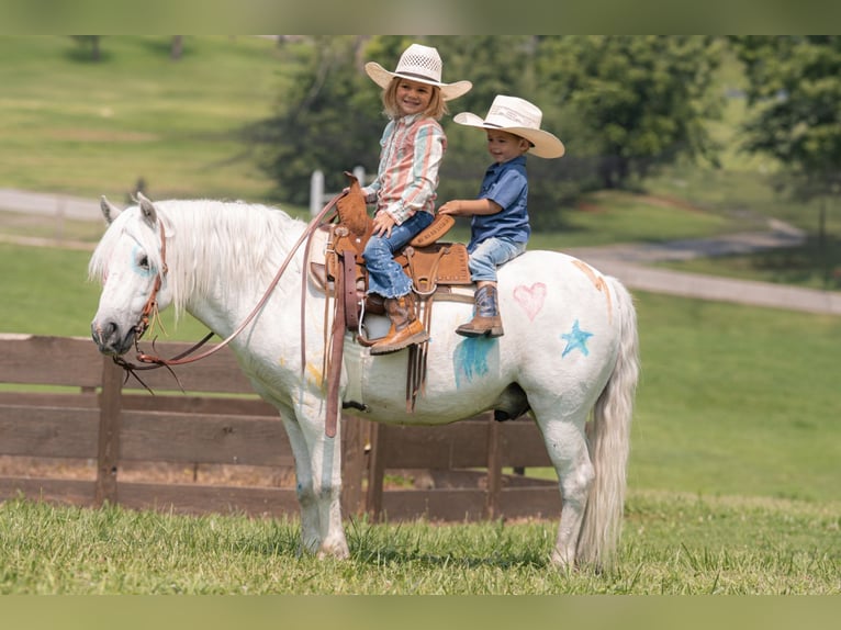 Quarter Pony Mix Gelding 7 years 11,3 hh Grey in Clover