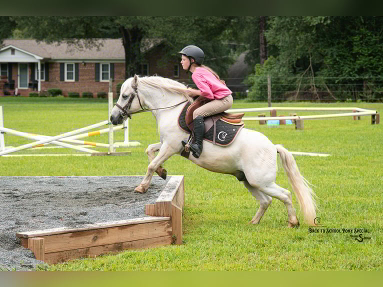 Quarter Pony Mix Gelding 7 years 11,3 hh Grey in Clover