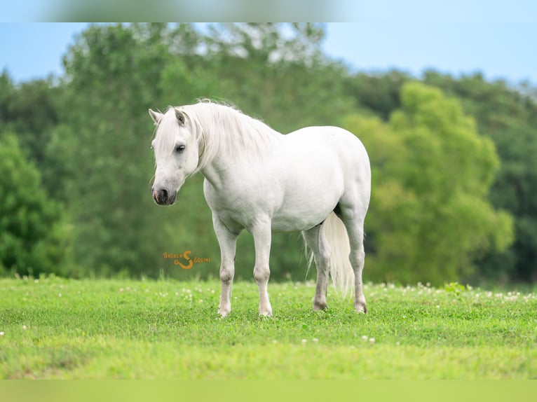 Quarter Pony Mix Gelding 7 years 11,3 hh Grey in Bogard