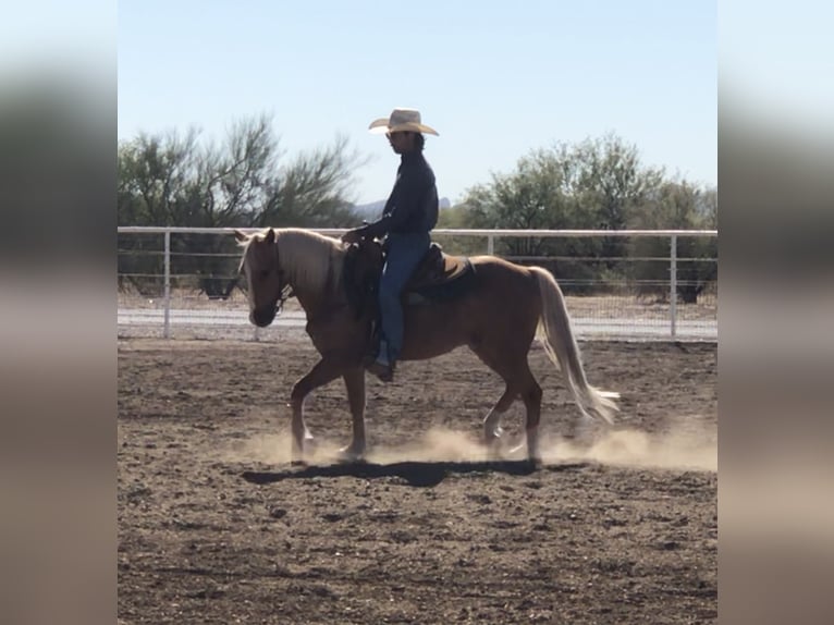 Quarter Pony Gelding 7 years 13,1 hh Palomino in Marana