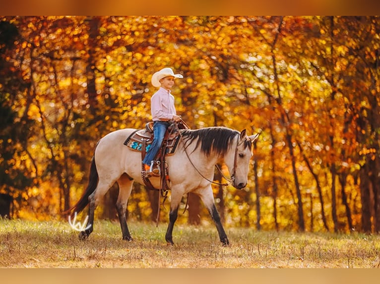 Quarter Pony Gelding 7 years 13 hh Buckskin in Lyles