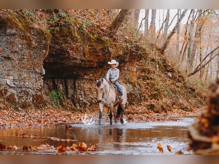 Quarter Pony Gelding 7 years 13 hh Buckskin in Lyles