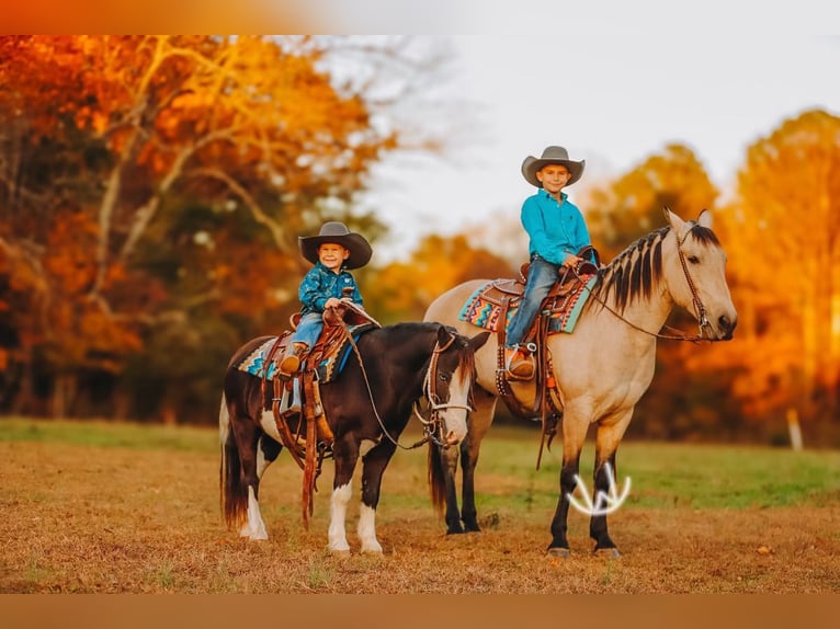 Quarter Pony Gelding 7 years 13 hh Buckskin in Lyles