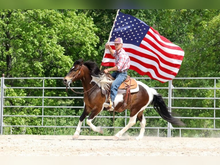 Quarter Pony Gelding 7 years 13 hh in Purdy, MO