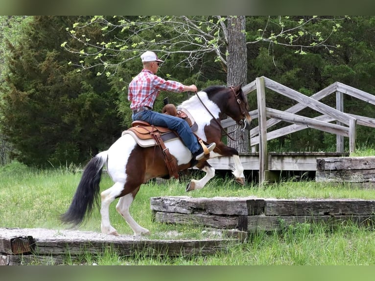 Quarter Pony Gelding 7 years 13 hh in Purdy, MO