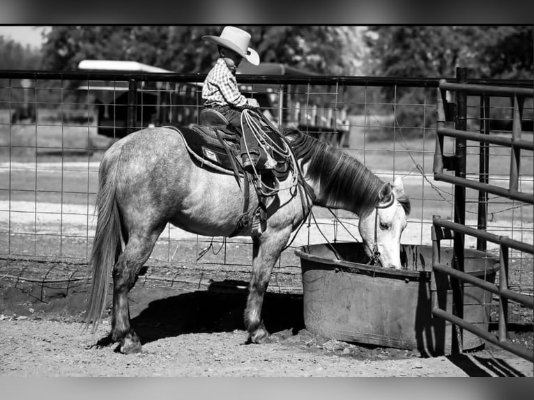 Quarter Pony Gelding 7 years 13,2 hh Grey in Checotah