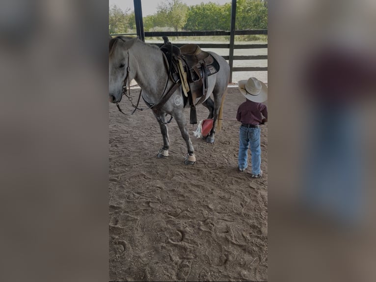 Quarter Pony Gelding 7 years 13,2 hh Grey in Checotah