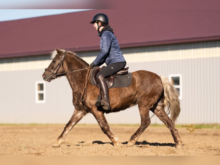 Quarter Pony Gelding 7 years 13,2 hh Palomino in Bogard