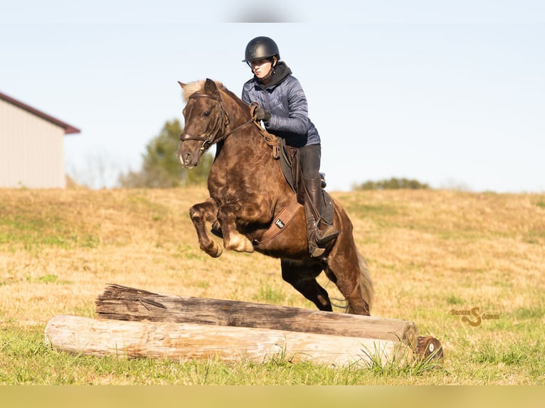 Quarter Pony Gelding 7 years 13,2 hh Palomino in Bogard