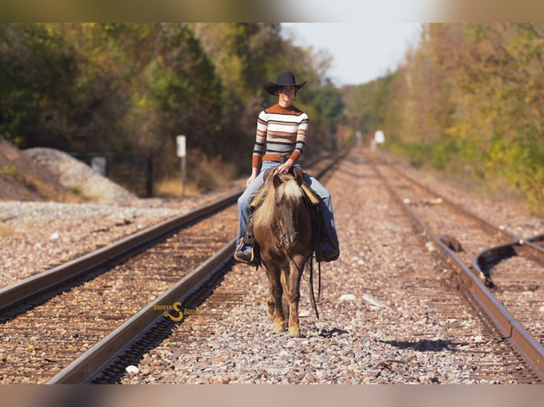 Quarter Pony Gelding 7 years 13,2 hh Palomino in Bogard