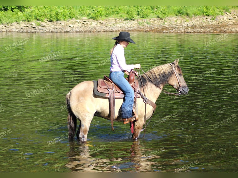 Quarter Pony Gelding 7 years 14,1 hh Grullo in Clarion, PA