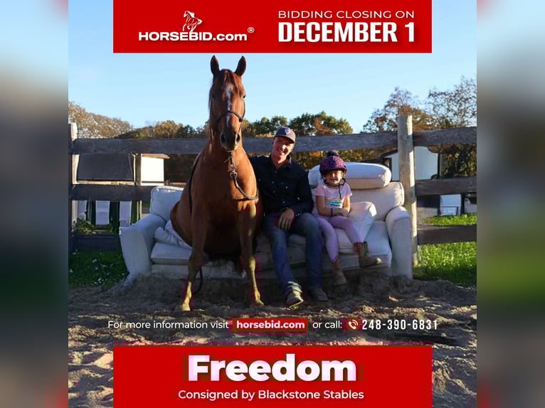 Quarter Pony Gelding 7 years 14,2 hh Chestnut in Howell