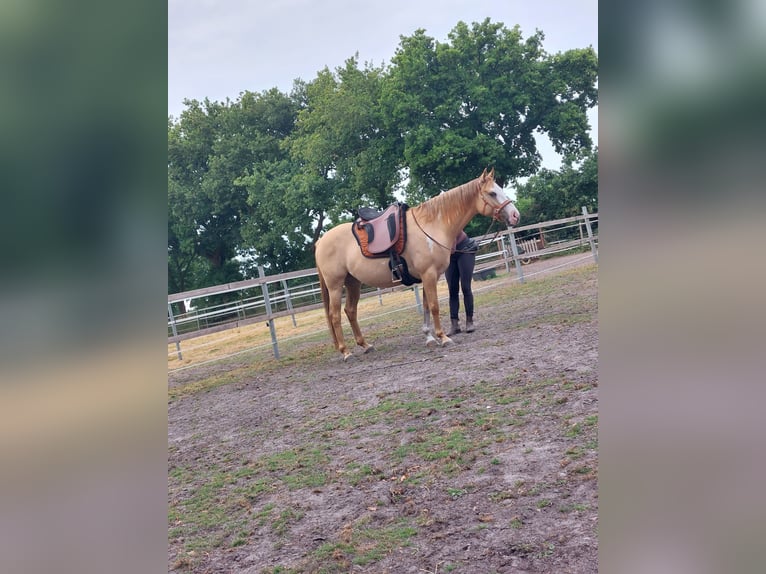 Quarter Pony Mix Gelding 7 years 14.2 hh Dun in Westerstede