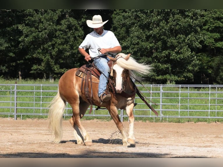 Quarter Pony Gelding 7 years 14,2 hh in Purdy, MO