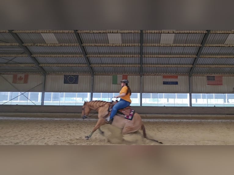 Quarter Pony Gelding 7 years 14,2 hh Red Dun in Aalsmeer