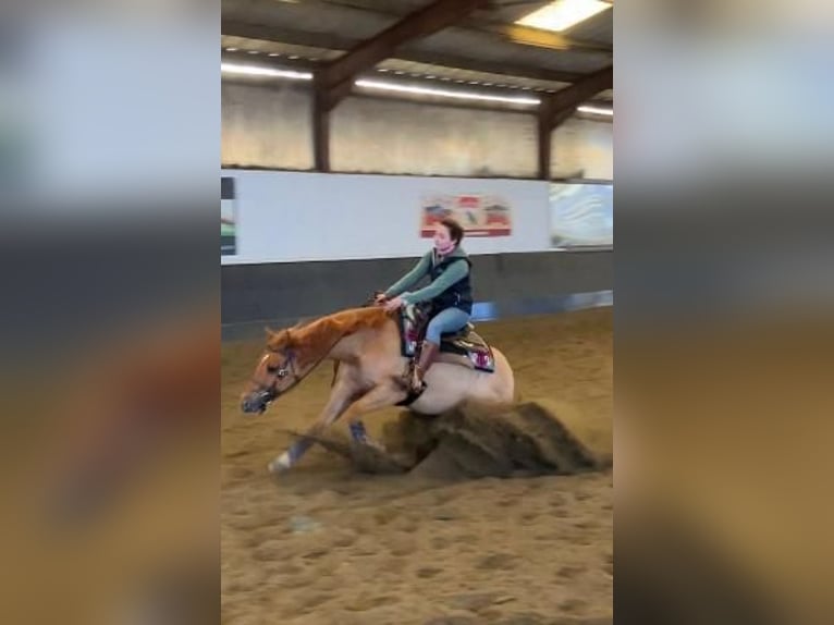 Quarter Pony Gelding 7 years 14,2 hh Red Dun in Aalsmeer