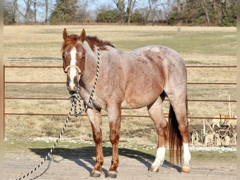Quarter Pony Gelding 7 years 14 hh Roan-Red in Mt Vernon, MO