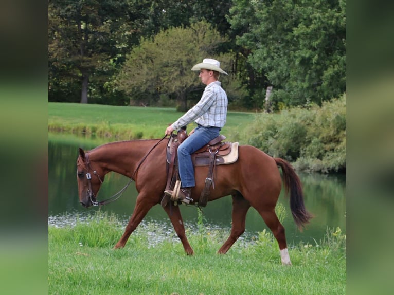 Quarter Pony Gelding 7 years 14,2 hh Chestnut in Howell