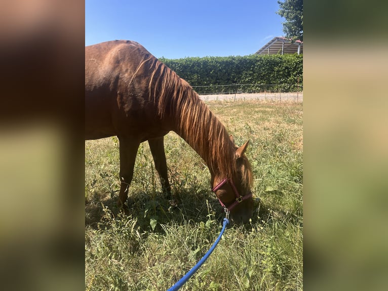 Quarter Pony Gelding 7 years 15.1 hh Chestnut-Red in Geeste
