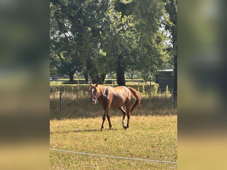Quarter Pony Gelding 7 years 15.1 hh Chestnut-Red in Geeste