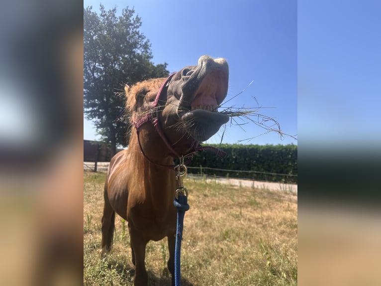 Quarter Pony Gelding 7 years 15.1 hh Chestnut-Red in Geeste