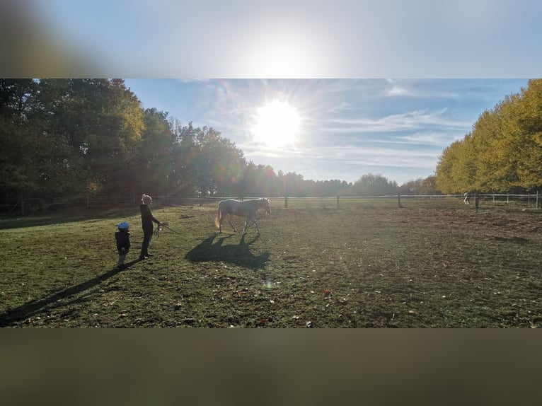 Quarter Pony Gelding 7 years 15 hh Palomino in Groß Templin