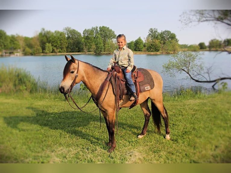 Quarter Pony Gelding 7 years Buckskin in Warren, IN