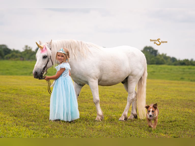 Quarter Pony Mix Gelding 8 years 11,3 hh Grey in Bogard