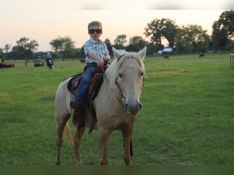 Quarter Pony Gelding 8 years 12,3 hh Palomino in Grand Saline, TX