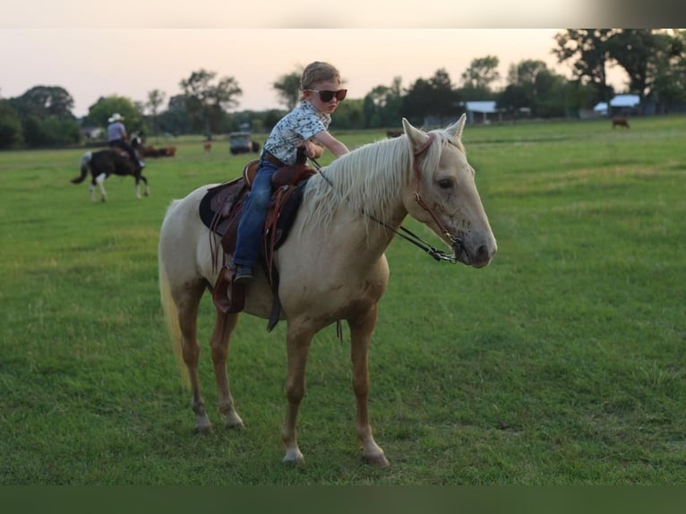 Quarter Pony Gelding 8 years 12,3 hh Palomino in Grand Saline, TX